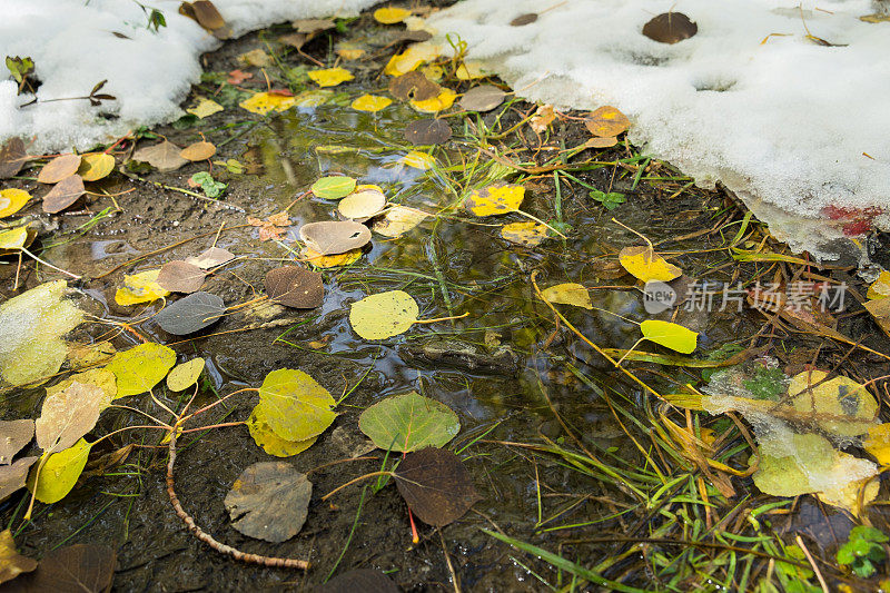 落叶落在地上，新雪