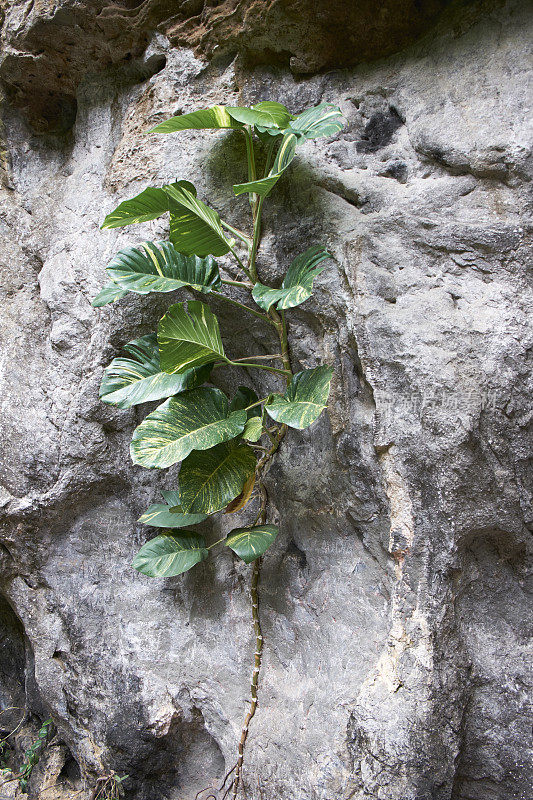 攀爬植物