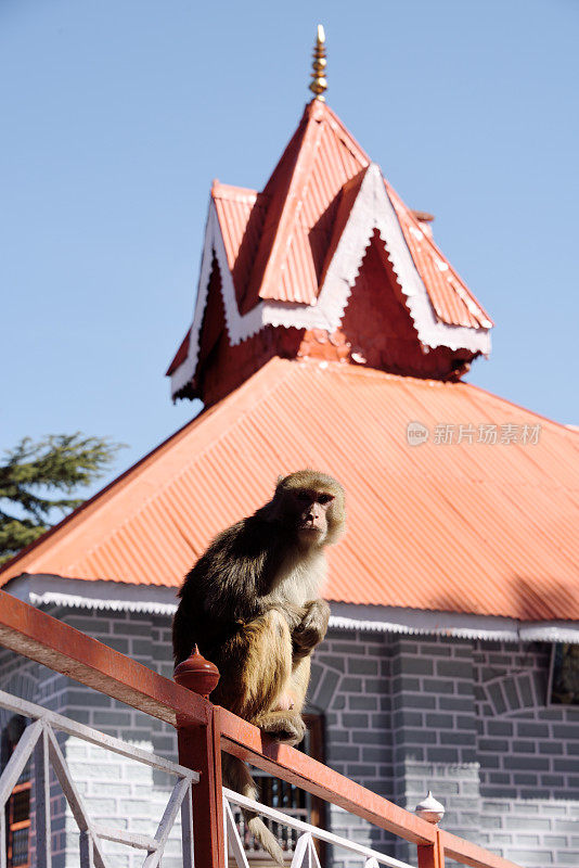 印度西姆拉Jakhoo寺庙中的恒河猴