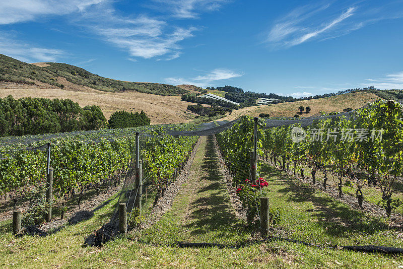 Waiheke岛酒庄