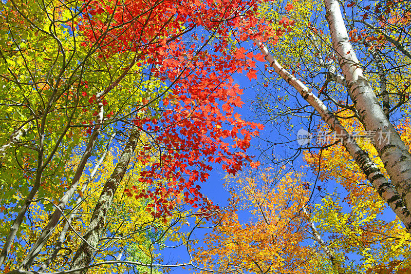 秋天的树叶，有红色，橙色和黄色的颜色，纽约