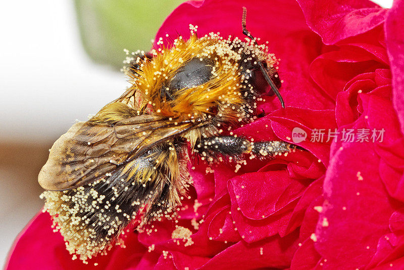 在吃花时满身花粉的蜜蜂