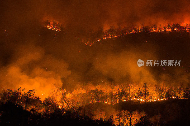 森林大火在燃烧，夜间野火。