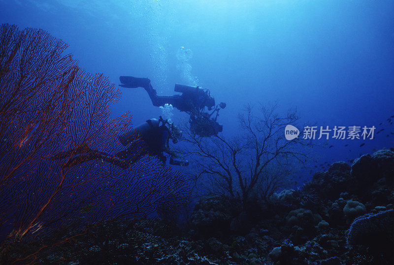 夫妇潜水海扇