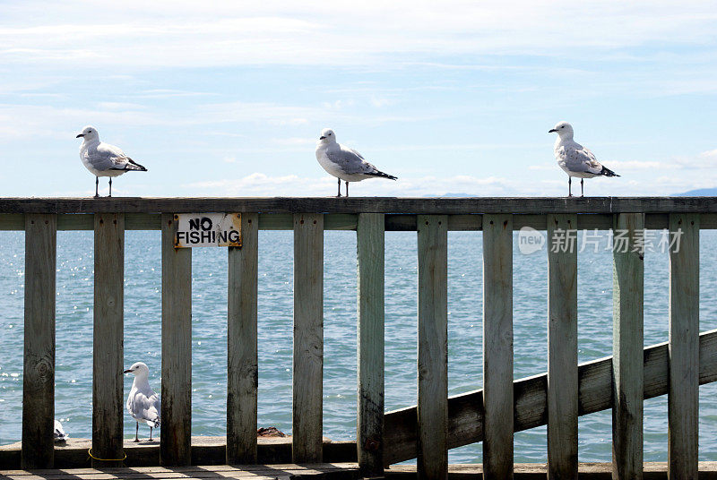 码头上“禁止钓鱼”的标志，海鸥等着