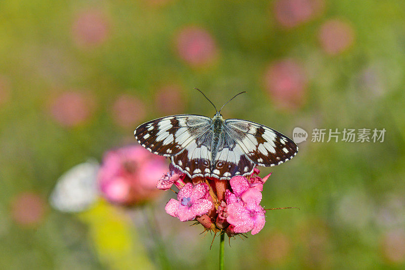 花上的蝴蝶