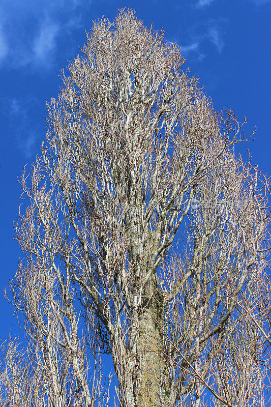 这是一棵高大的伦巴第杨树，在冬天，没有叶子