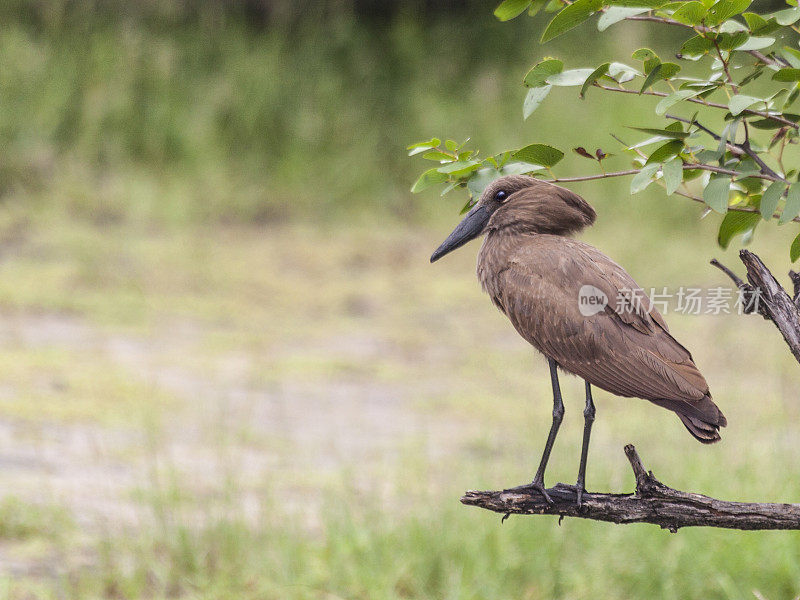 Hamerkop，大Scopus伞，站在树枝上，赞比亚