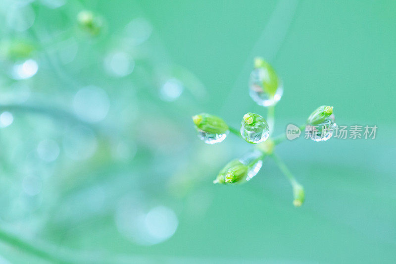 水雨滴在莳萝植物-散景花园背景