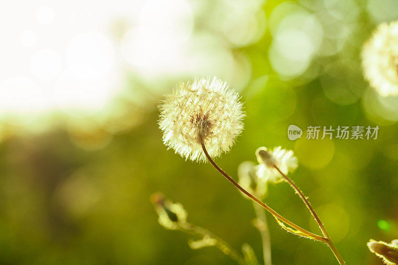 蒲公英吹球在野外的特写