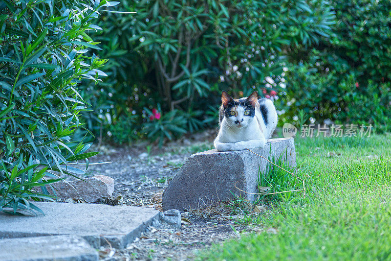 猫以斯芬克斯的姿势躺在石头上