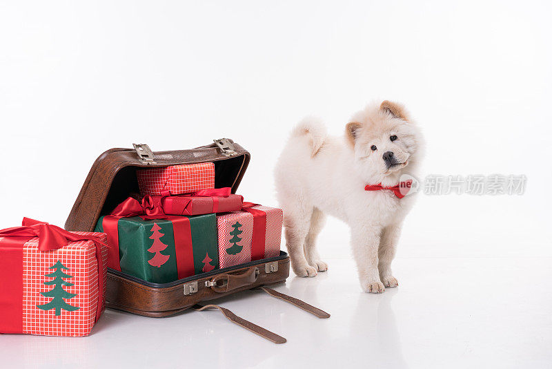 松狮犬和圣诞礼物