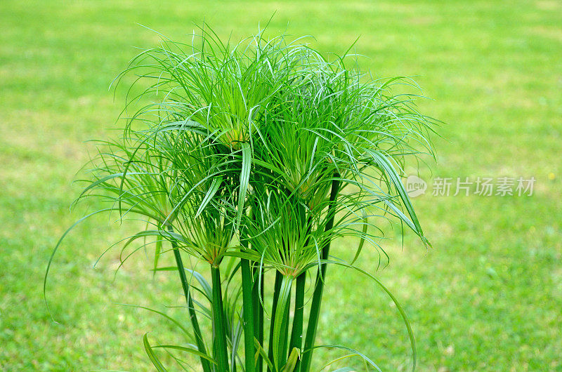 白色背景上的绿色纸莎草植物