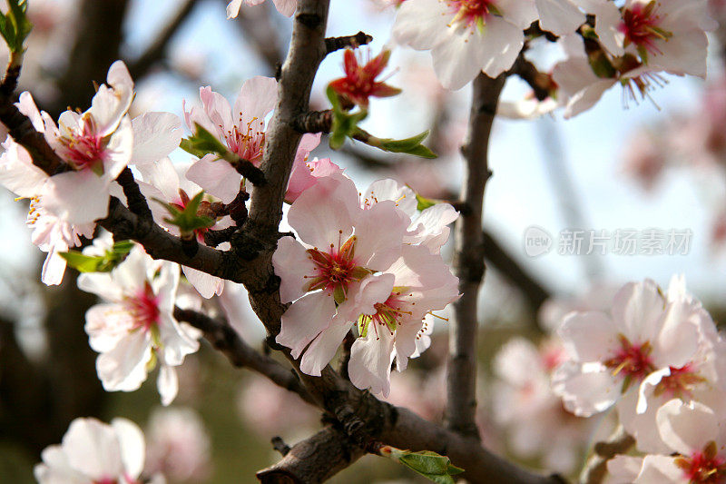 杏树开花