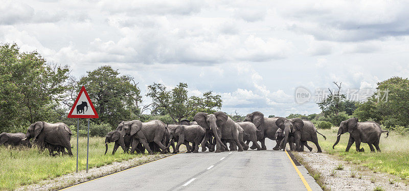 非洲大象穿过黄金公路，纳米比亚，非洲