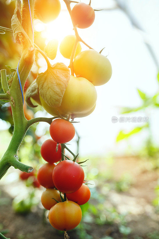 天然番茄温室