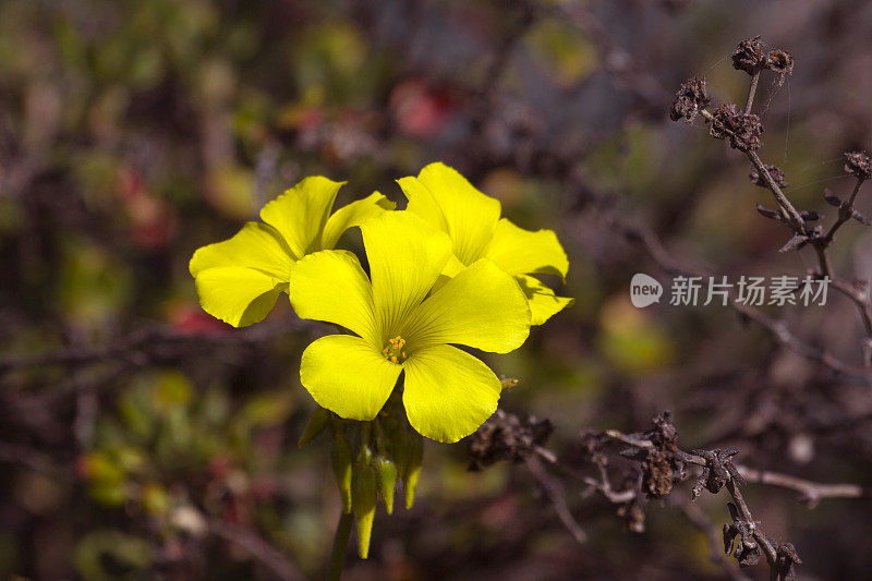 黄色的花