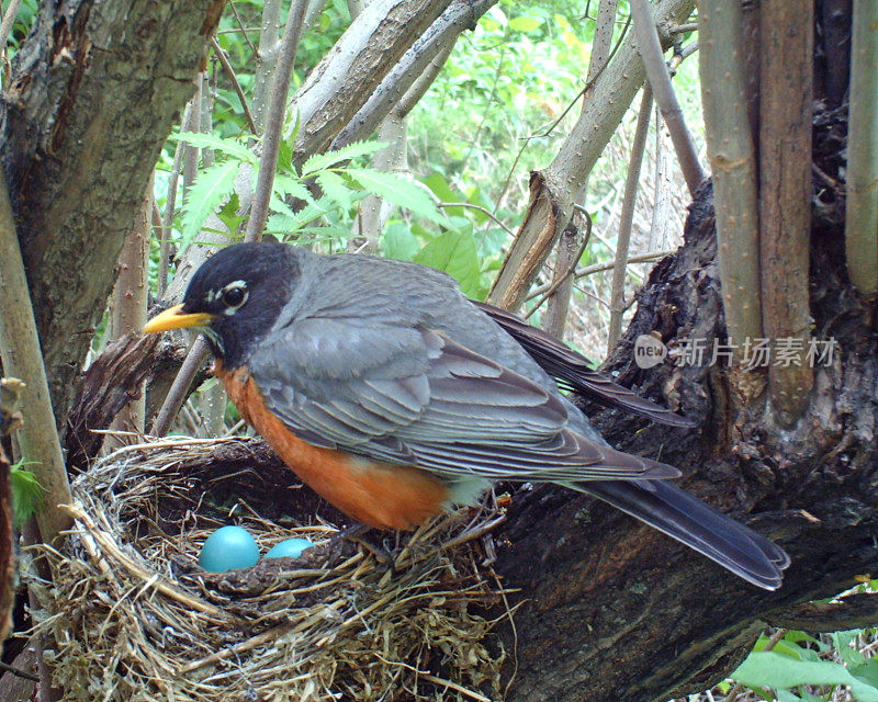 美洲知更鸟的巢里有四个蛋