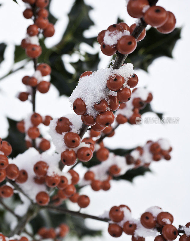 冬青浆果和雪