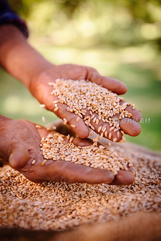 健康粮食作物小麦大丰收