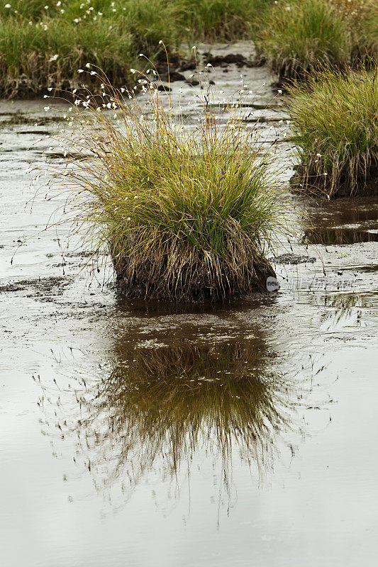 沼泽中的棉花草。