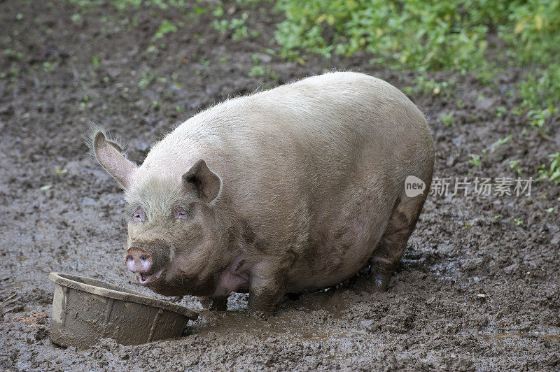 大猪与饲料桶在泥地