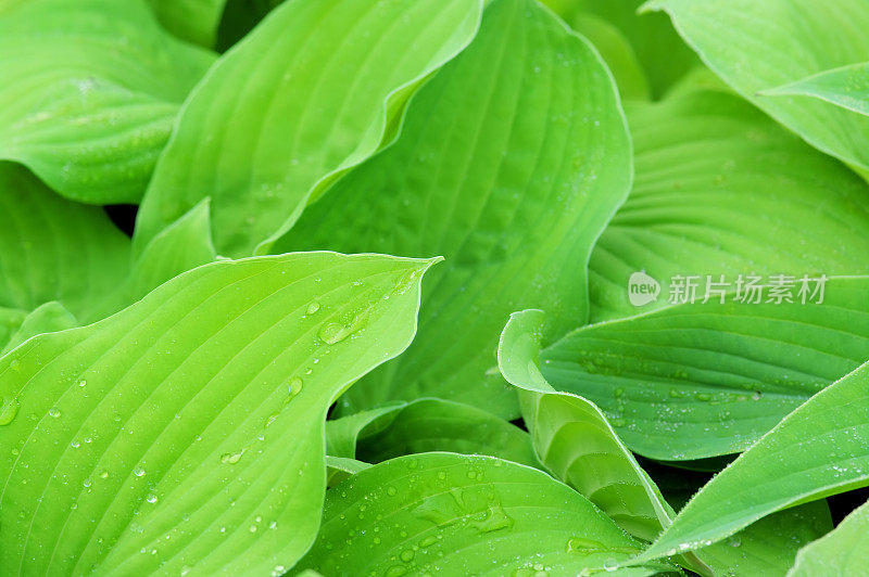 玉簪属草本植物