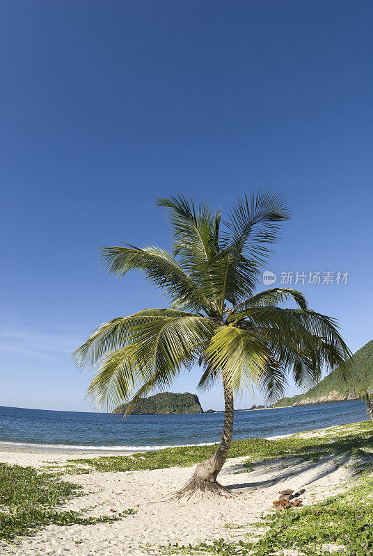 偏远岛屿上的热带棕榈树
