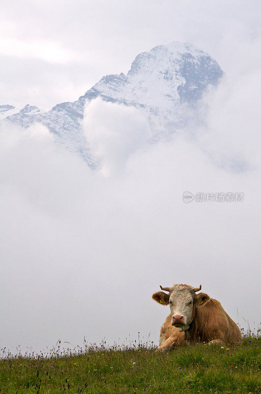 牛在瑞士