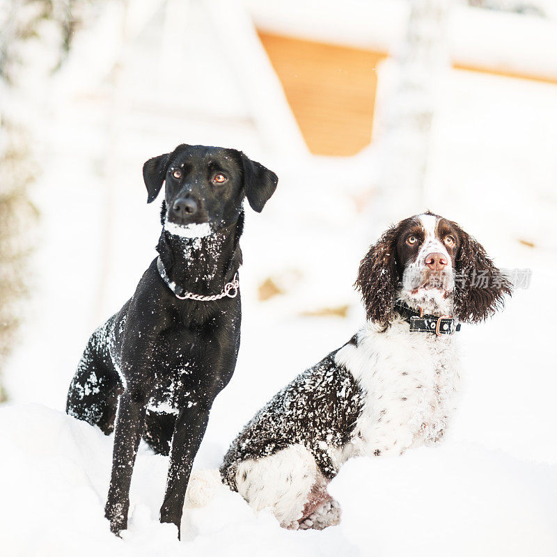 雪地里的拉布拉多犬和斯普林西班牙犬