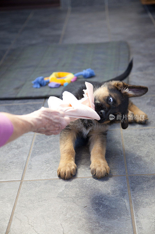 德国牧羊犬的小狗