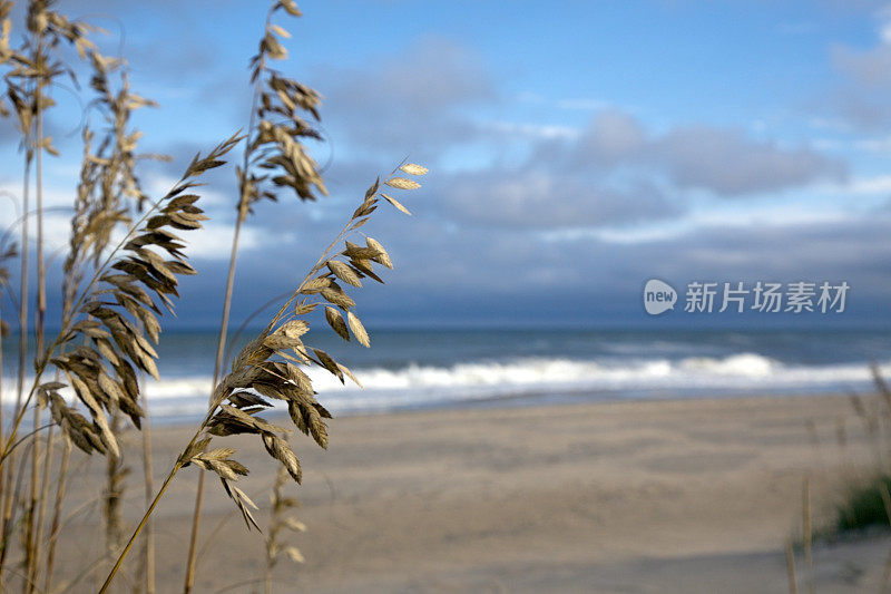 海燕麦及海滩