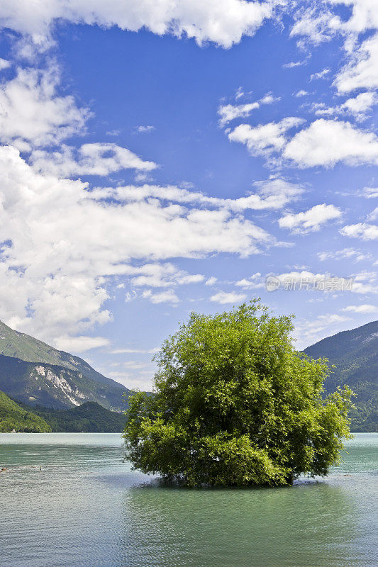 绿色树叶的一棵树在湖，在夏天白云石