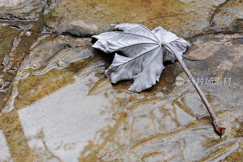 白色的叶子落在雨池附近的地上