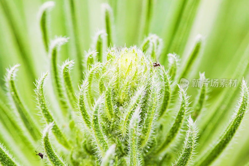 植物上的虱子。