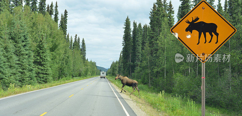 阿拉斯加，驼鹿穿过马路