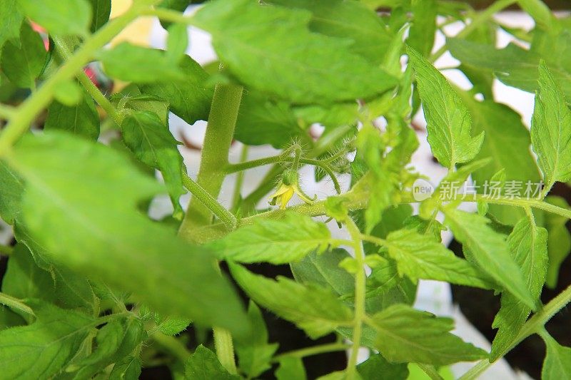 第一个黄色的番茄花在温室植物