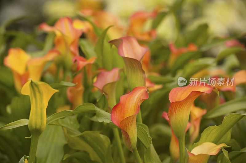 橙色马蹄莲和百合花