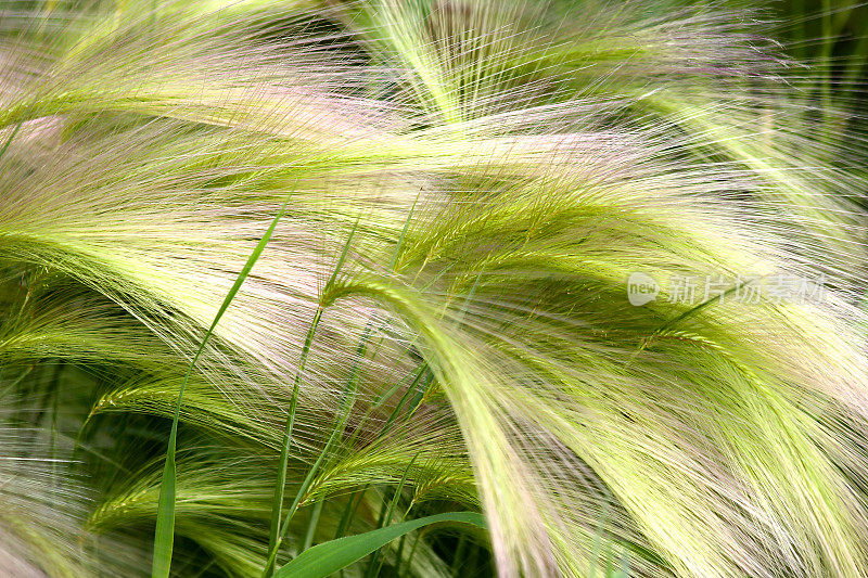 植物全帧拍摄