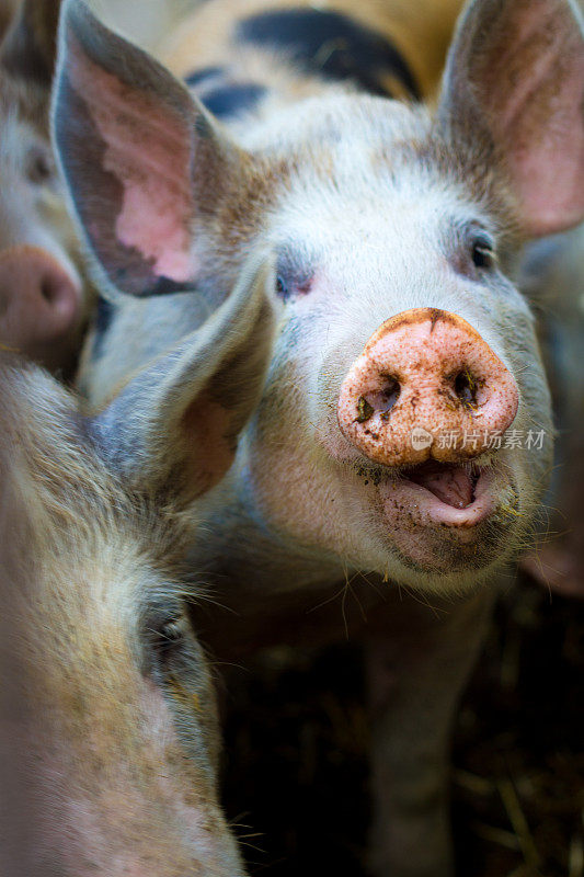 谷仓里可爱的小猪带着质疑的目光(特写)