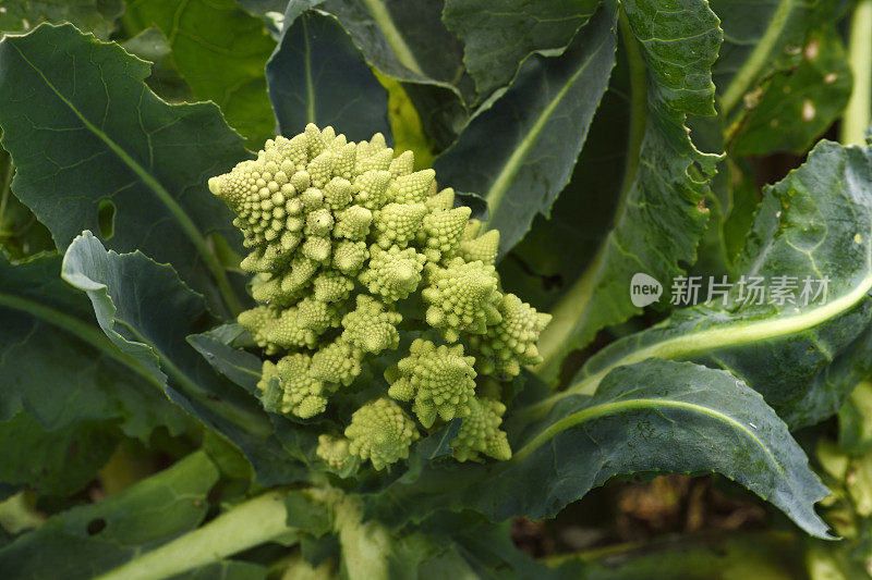 有机罗马花椰菜田间生长特写