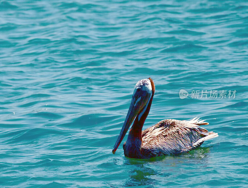 浮动鹈鹕