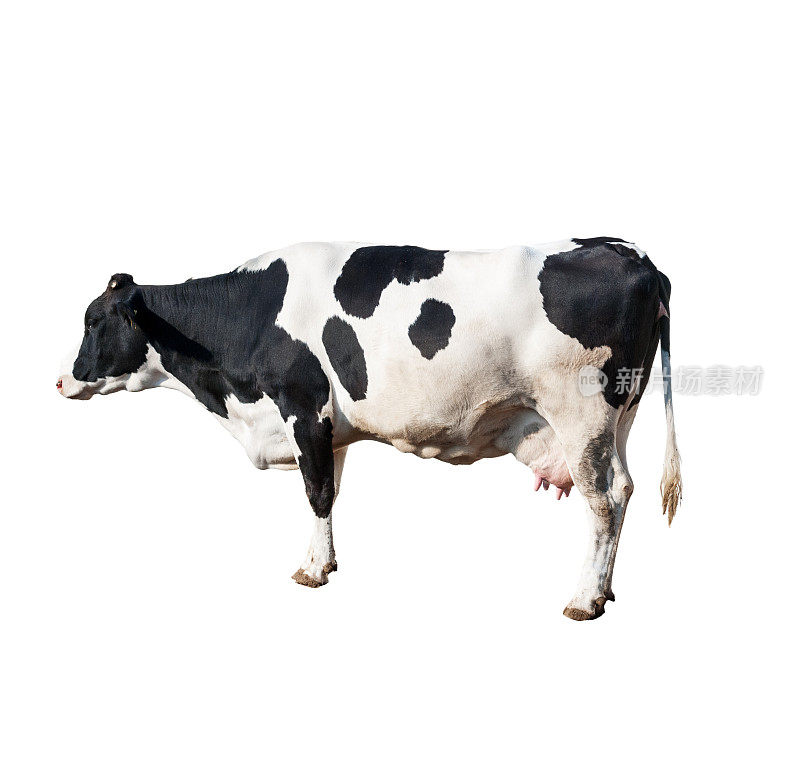 荷斯坦奶牛隔离