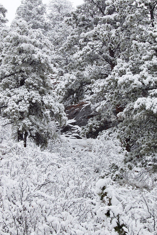 科罗拉多州派克国家森林四月的暴风雪