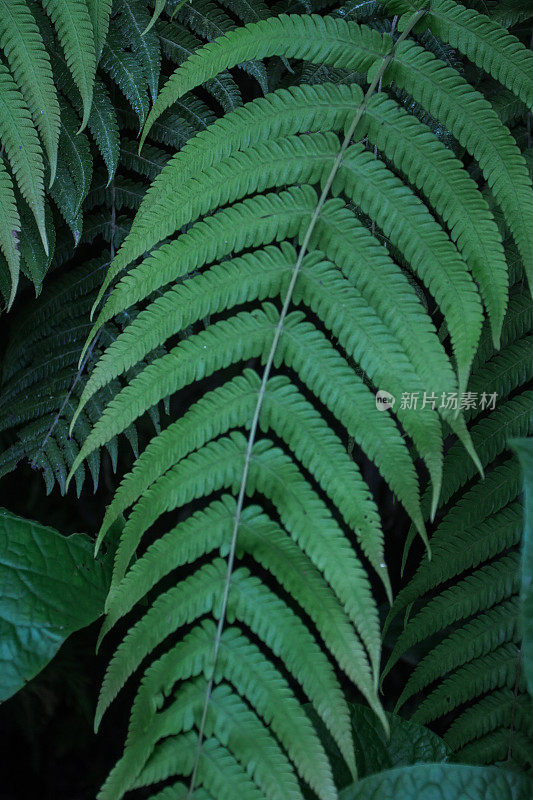 蕨类植物树叶