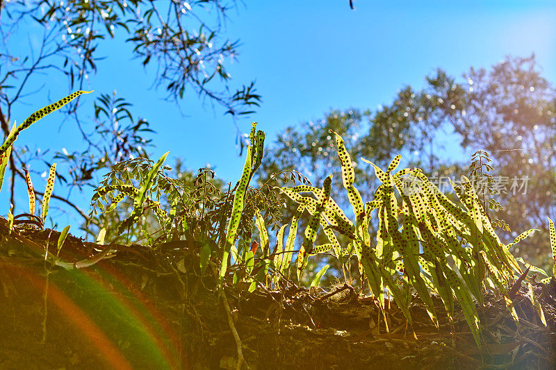 留尼旺雨林附生植物