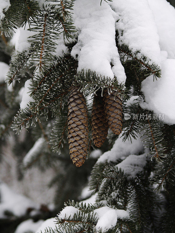 三颗松果在树上与雪