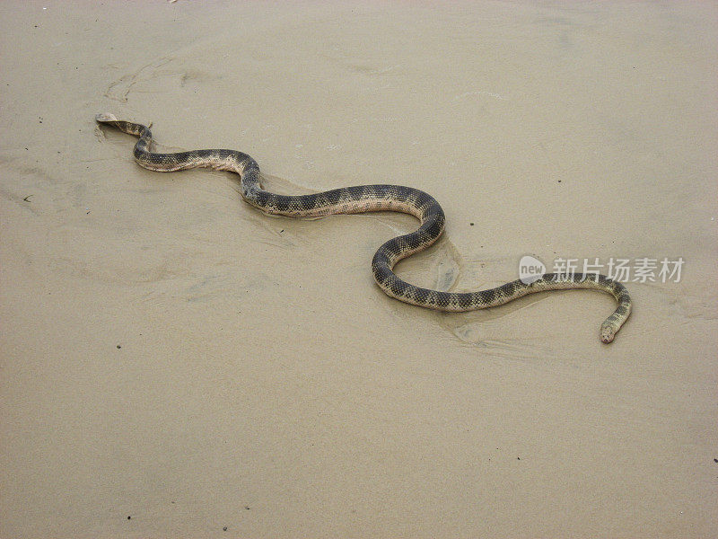 潮湿的沙滩上有致命的海蛇