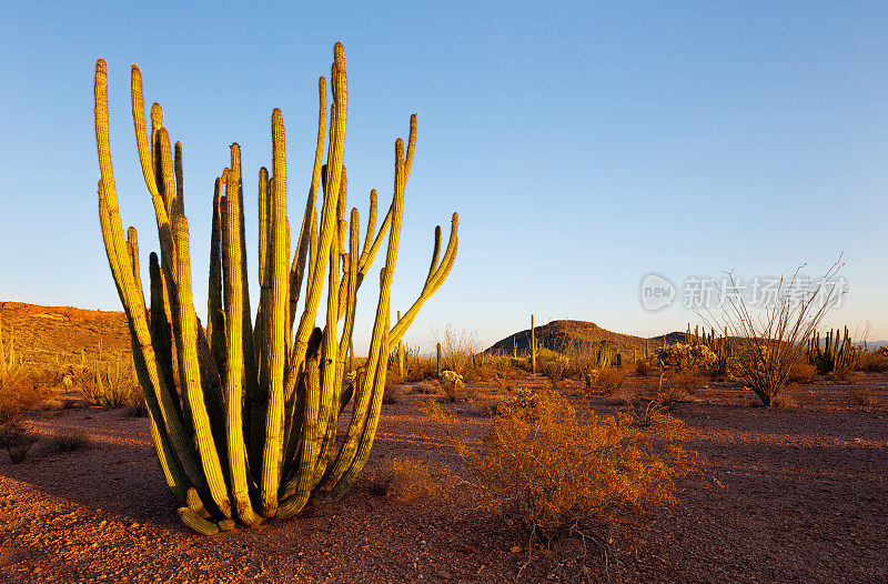 亚利桑那沙漠中的风琴管仙人掌