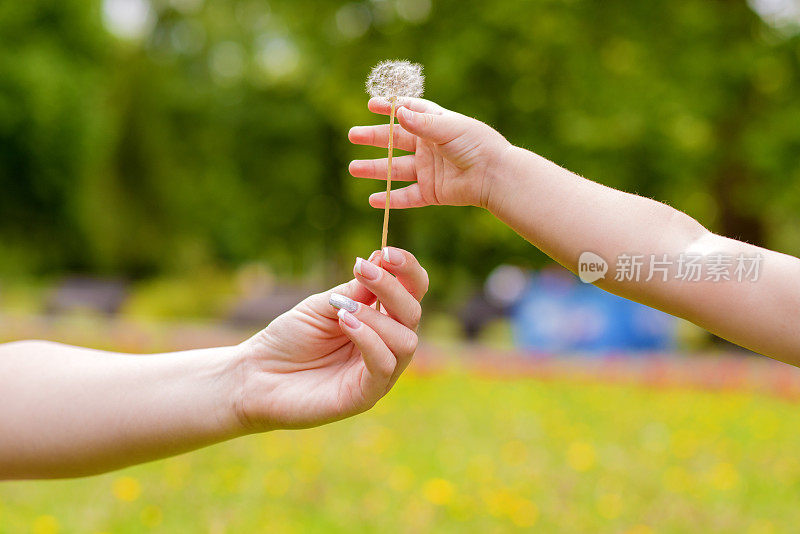 夏天在户外小孩子从大人身上取蒲公英